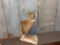 Table Top Pedestal Whitetail Mount