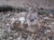 Juvenile Bobcat Full Body Mount