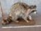 Full Body Mount Raccoon