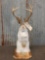 North American Jackalope Full Body Mount