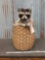 Full Body Mount Raccoon In A Basket