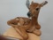 Whitetail Fawn Taxidermy Mount Laying Down