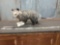Full Body Mount Opossum