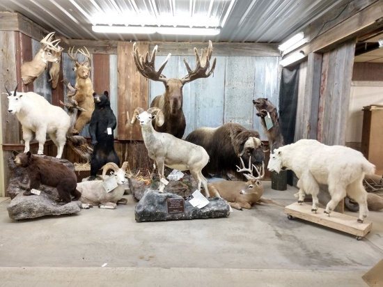 Spring Whitetail Classic Day 2 Taxidermy & Decor