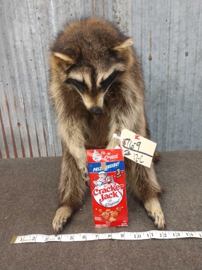 Full Body Mount Raccoon Eating Cracker Jacks