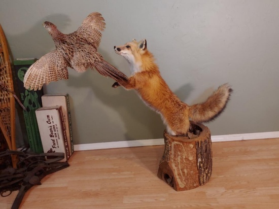Red Fox Catching A Pheasant In Flight