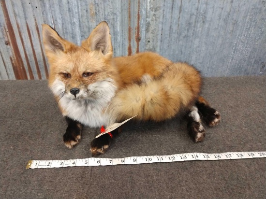 Full Body Mount Red Fox Laying Down