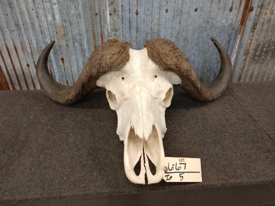 African Cape Buffalo Skull