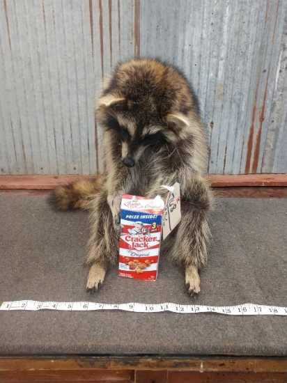 Full Body Mount Raccoon Eating Cracker Jacks