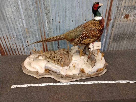 Full body mount Rooster & Hen Pheasants