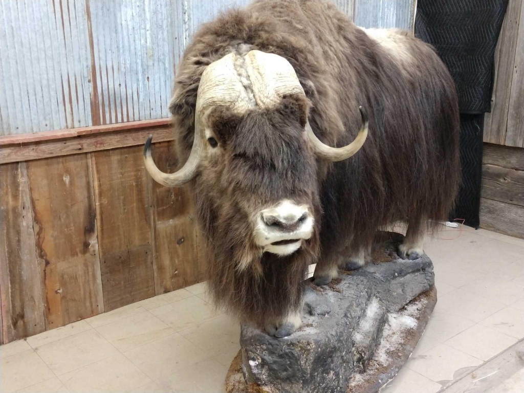 Musk Ox Full Body Mount | Art, Antiques & Collectibles Collectibles  Taxidermy | Online Auctions | Proxibid