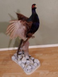 Flying Pheasant Table Top Display