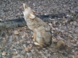 Full Body Mount Howling Coyote