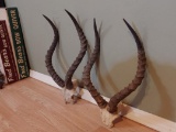 2 African Impala Skull Plates with 21