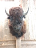 American Bison Buffalo Shoulder Mount