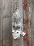 Full Body Mount Opossum Hanging By His Tail