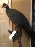 Blue Eared Pheasant Full Body Mount