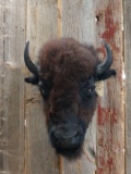 American Bison Buffalo Head Mount