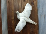 Full Body Mount White Pheasant Flying