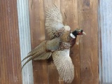 Ringneck Pheasants Flying Mount