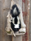 Full Body Mount Skunk In A Den