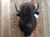 American Bison Buffalo Shoulder Mount