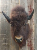 American Bison / Buffalo Shoulder Mount