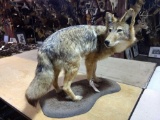 Full Body Coyote Taxidermy Mount