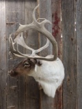 Caribou Shoulder Mount