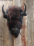 American Bison Buffalo Head Mount