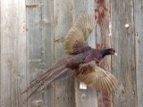 Full Body Mount Pheasant Flying