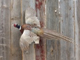 Full Body Mount Flying Pheasant