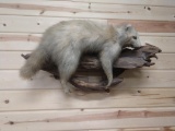 Full Body Mount White Color Phase Raccoon