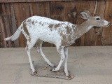 Unusual Piebald Whitetail Button Buck Full Body Mount