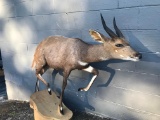 Full Body Mount African Bush Buck