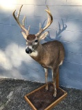 Big 4x4 Whitetail Half Body Mount