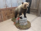 Alaskan Interior Grizzly Bear Full Body Mount