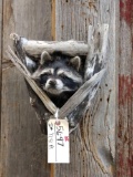 Raccoon In A Den