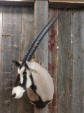 African Gemsbok Shoulder Mount