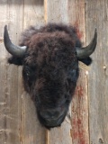 American Bison Buffalo Head Mount