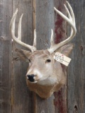 150 Class Whitetail Shoulder Mount