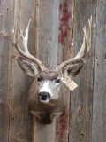 4x4 Mule Deer Shoulder Mount