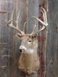 Mid /High 150 Class 8 Point Whitetail Shoulder Mount