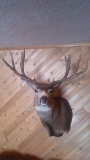 Nice 5x5 Mule Deer shoulder Mount