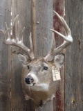 Main Frame 5x5 Whitetail Shoulder Mount