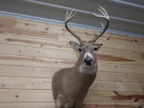 5x5 Whitetail Shoulder Mount