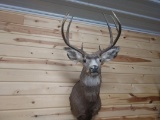 160 Class Mule Deer Shoulder Mount