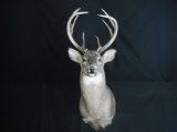 Main Frame 4x4 whitetail Shoulder Mount