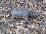 Full Body Snapping Turtle