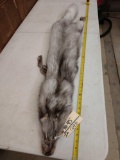 Nice Blue Ranch Fox Fur